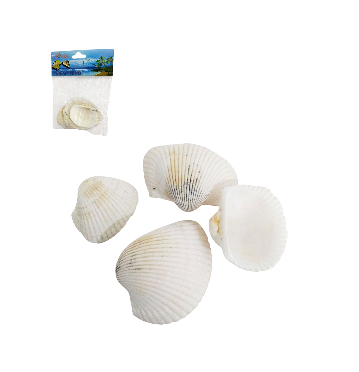 Caracoles Tamaño Surtido